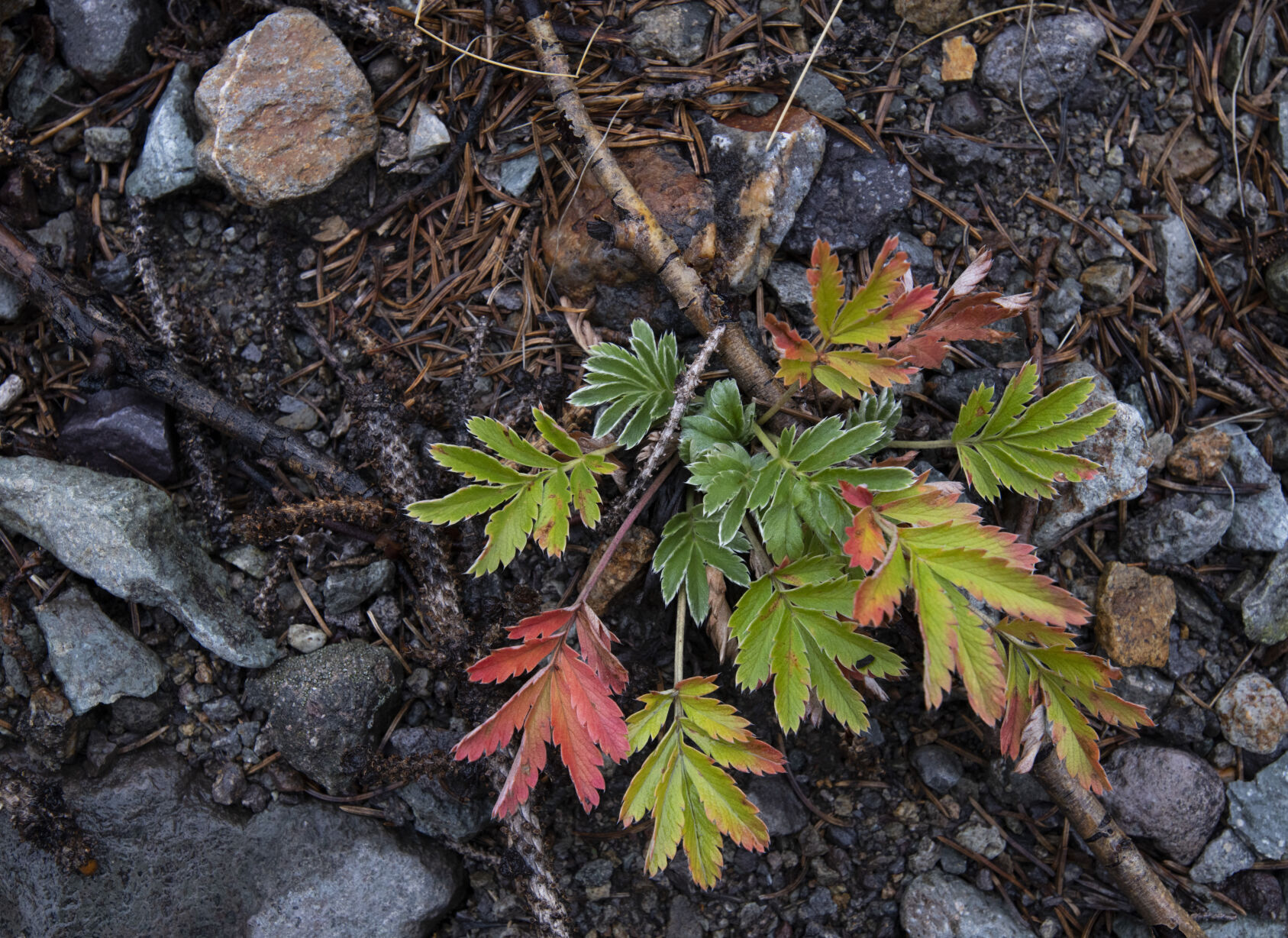 09_28_21 aspens 00912.jpg